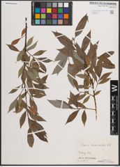 Foto von Salix daphnoides Vill.
